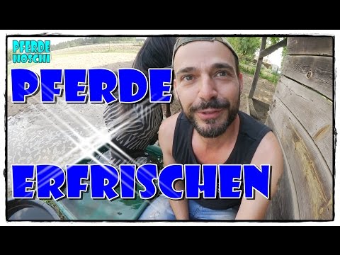 Abkühlung / Erfrischung für's Pferd | Pferde Hoschi
