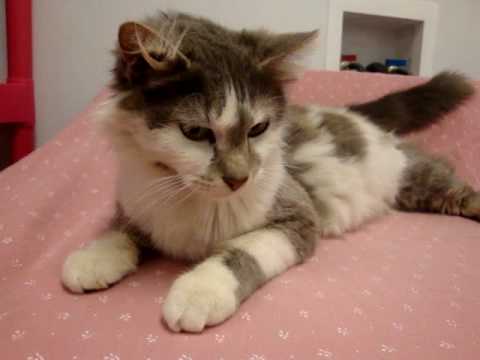 OFR - Havana - Persian Ragdoll Mix