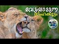 ഇരപിടിക്കുന്ന സിംഹവും പുലിയും ചീറ്റ�