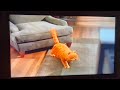 Garfield Garfield 2004 IPhone 1