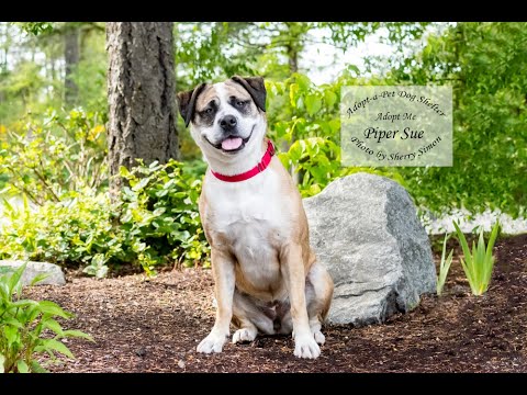 PIPER SUE, an adopted Mastiff & English Bulldog Mix in Shelton, WA_image-1