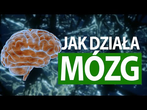 Jak działa człowiek #MÓZG (tłumaczenie na migowy PJM)