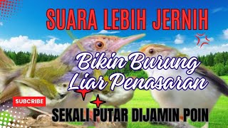 Download lagu SUARA PRENJAK LUMUT RIBUT Anakan Dan Dewasa Cocok Untuk Pikat Prenjak Liar. mp3 Download lagu SUARA PRENJAK LUMUT RIBUT Anakan Dan Dewasa Cocok Untuk Pikat Prenjak Liar. mp3