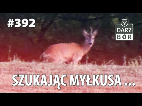 Darz Bór odc 392 - Szukając MYŁKUSA ...