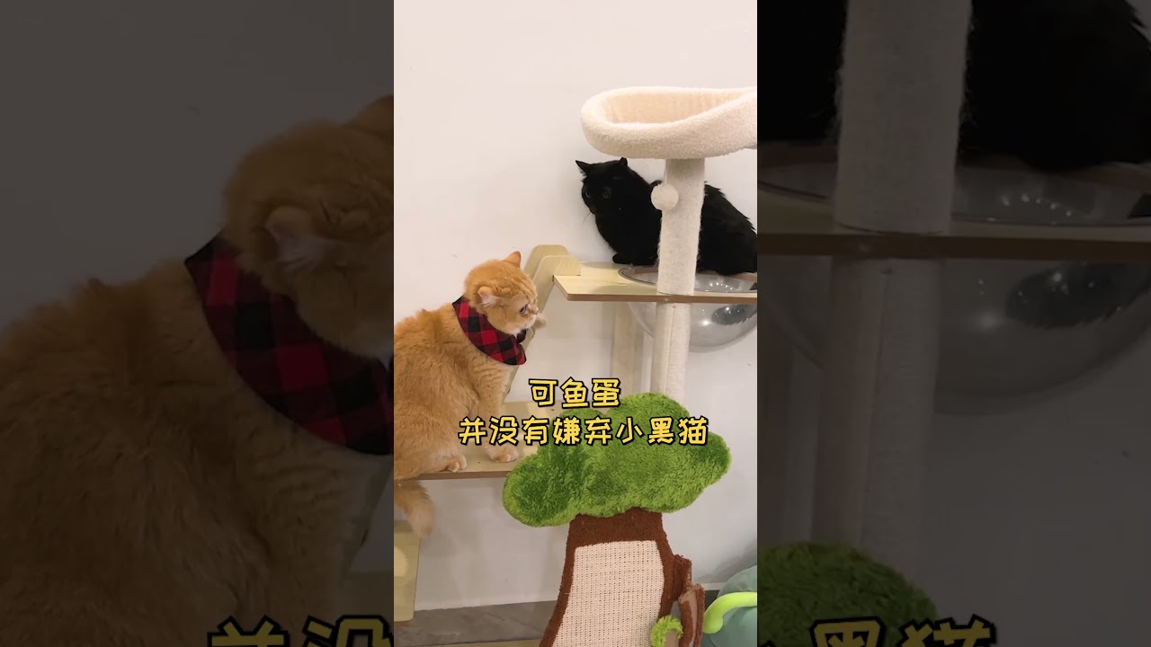 【魚蛋的日常】我家貓居然因為這個原因又相親失敗了？！