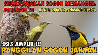 Download lagu KOMBINASI SUARA ANAKAN SOGON DAN BETINA MEMANGGIL JANTAN suara pikat sogon paling amuh mp3