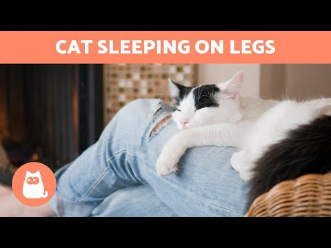 YouTube video about: Why do cats lay between your legs?