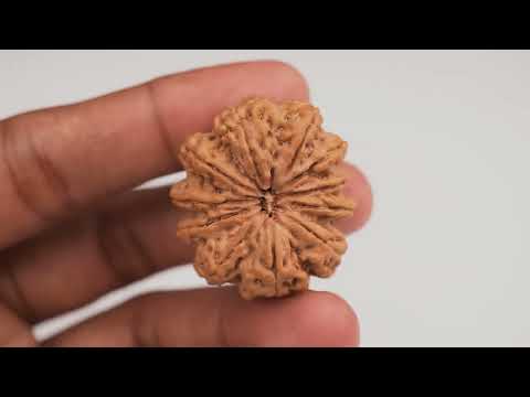 Rudraksha Product Image