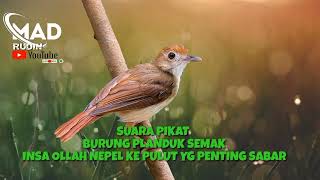 Download lagu SUARA PIKAT BURUNG PELANDUK SEMAK  INSA ALLAH NEPEL KE PULUT YG PENTING SABAR mp3