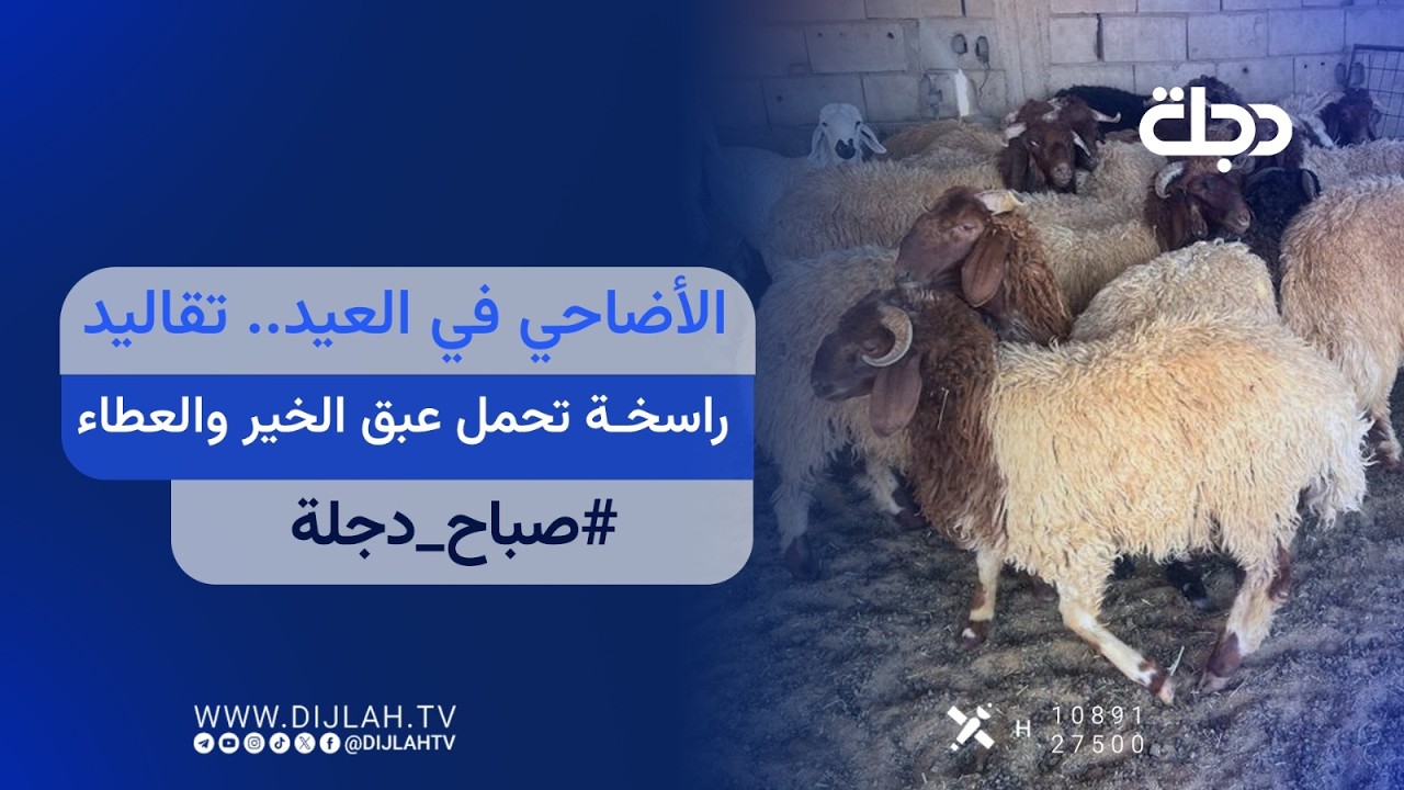 فيديو | الأضاحي في العيد.. تقاليد راسخة تحمل عبق الخير والعطاء | صباح دجلة