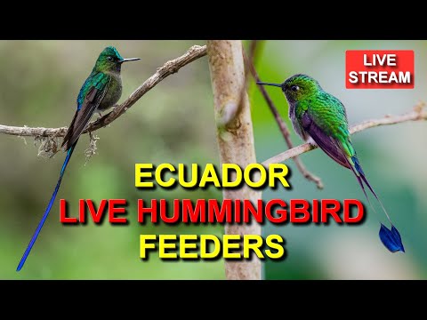 Hummingbird Feeders, Ecuador live webcam