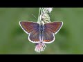 Northern Brown Argus. Finding rare UK butterflies with Mark Jones #2 Lake District. Fantastic fun!