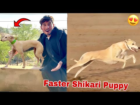 Surprise😍 Racer Shikari Puppy Le Liya