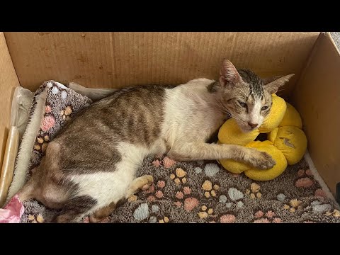 SOBRANG HIRAP MAKITA KANG GANYAN MIRAE😭 | straylife❤️