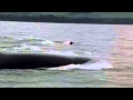 Dolphins The Wild Side