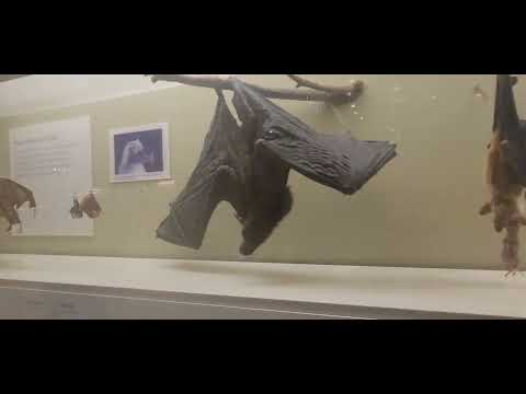 Smithsonian adventure (part 1)