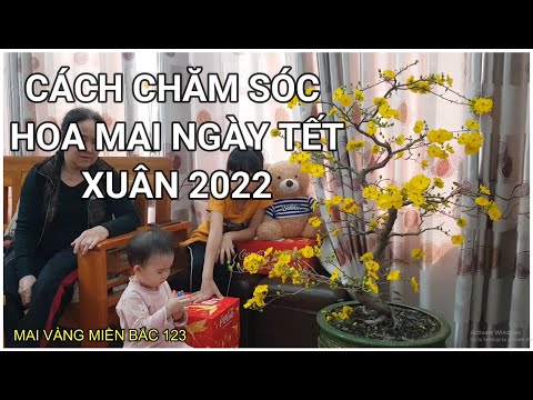 🔴 QBS2184 - Cách chăm sóc hoa mai ngày tết để hoa nở bền đẹp || Để cây mai vàng không bị suy sau tết
