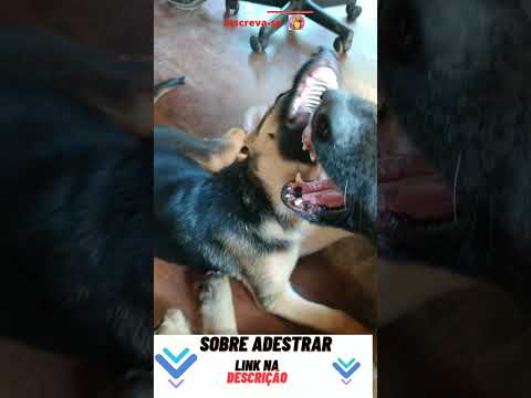 🐕 Bruma e Hari Om ✨🌟🤗 cute cute ❣️