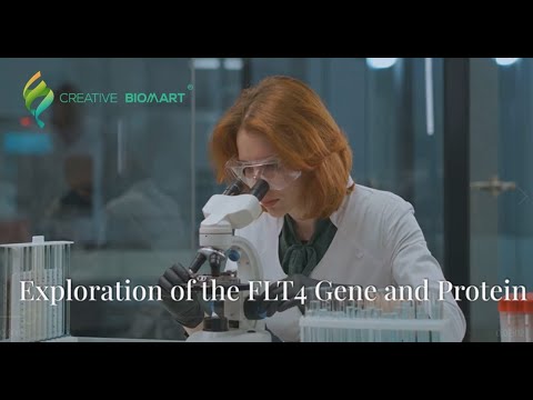 Exploration of the FLT4 Gene and Protein