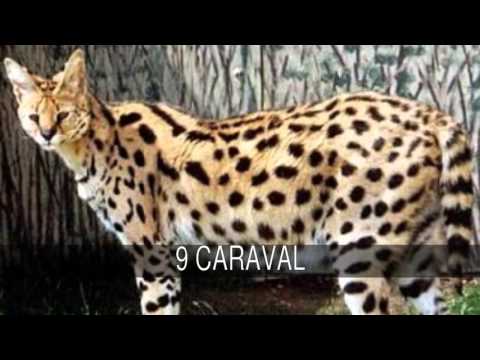 The most curious hybrid animals