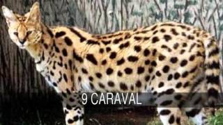 The most curious hybrid animals