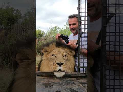 How to Load LIONS #fun #wildlife #cat