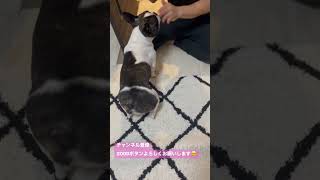 ワンコといつもの遊び#shorts