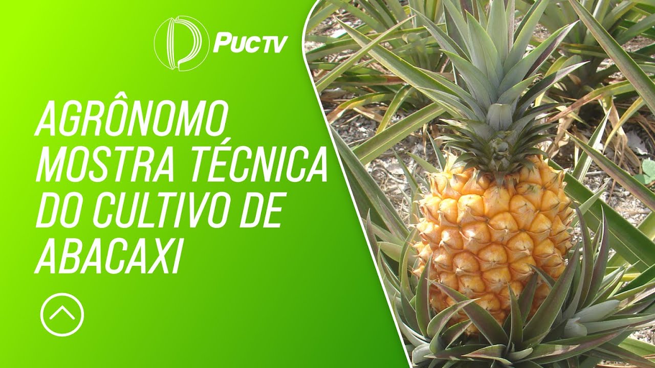 AGRÔNOMO MOSTRA TÉCNICA DO CULTIVO DE ABACAXI