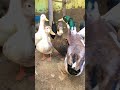 Ducks Love ???????? #talhakadihat #youtubeshorts #viralvideo #viralshort #shorts #foryou #birds #beautiful