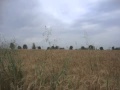 Johannes Brahms - "Die Sonne scheint nicht mehr ...