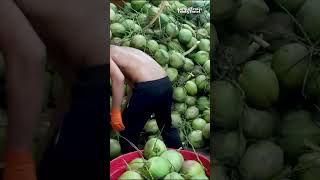 Download lagu Coconut Showdown! Thailand’s Ultimate Coconut Cutting Challenge! mp3