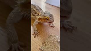 Bearded dragon becomes feisty towards mom.