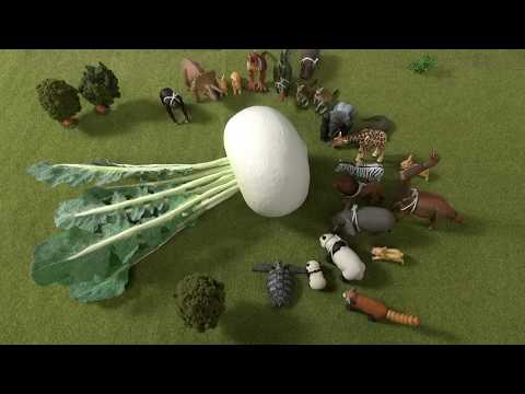 "Tales of Ania" The Gigantic Turnip