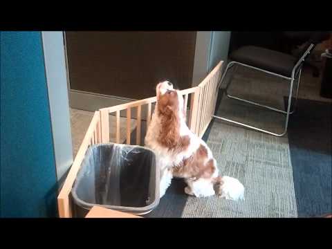 Louis the Cavalier King Charles Spaniel Howls