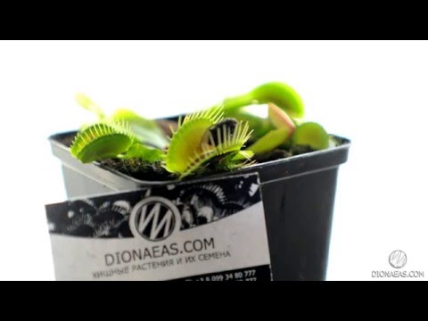 Дионея - Хищное растение Венерина мухоловка Dionaea