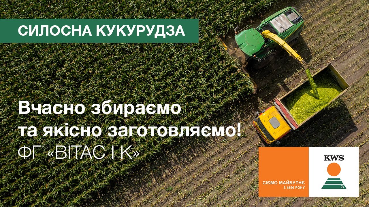 Семена кукурузы КВС® БИГБИТ (KWS) — гибрид ФАО 290 BEST4MILK для силоса, биогаза и круп.