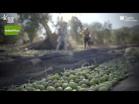 Reportaje de aceite -  Magnasur Picual Bidon 5 L