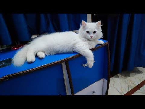 our new family member