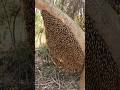 A Wonderful Scene Of Extracting Honey From The Beehive Beehive Honey Nature Youtubeshorts