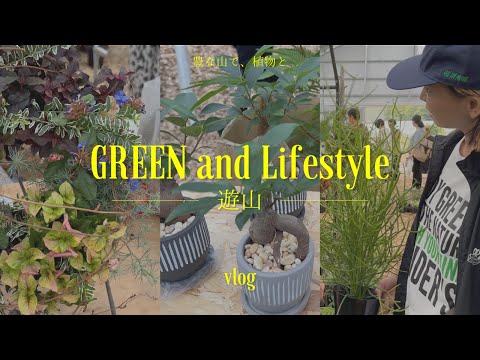 オフィスの植物: オフィスに最適な植物 10 種 ライフスタイル