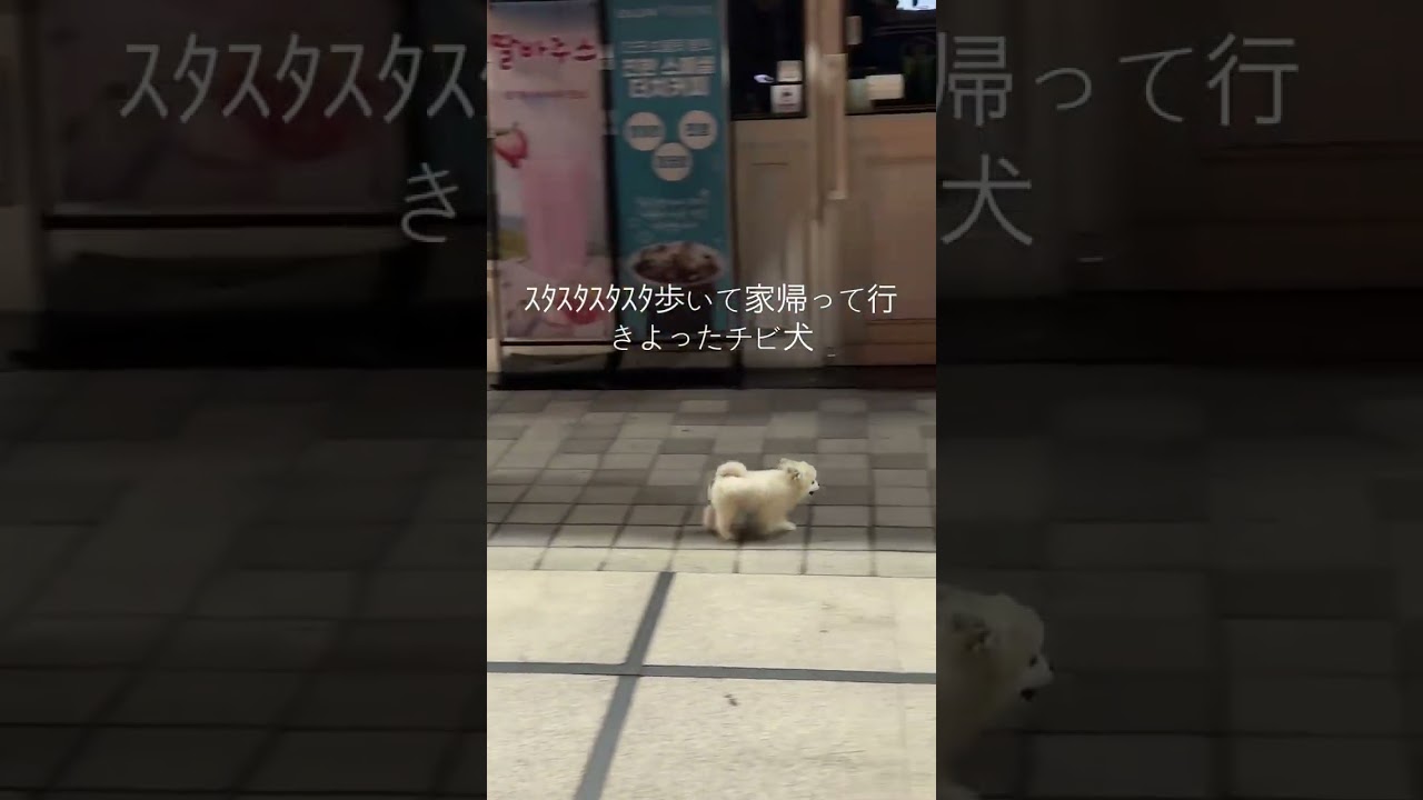 歩き方可愛すぎる#shorts