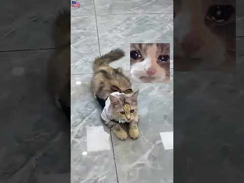 ¿Por qué enojarse con un gatito! 🥺🍓 #WorldCup2026