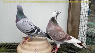 2 parki dla Górala DOLVE VITA GOLDEN VITA SYN DOLCE VITA RAMSES NAJLEPSZE GOLEBIE W EUROPIE