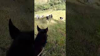 Rotina pecuária brasil