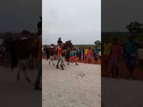 Apresentação dos cavalos puro-sangue...para o pário de santa terezaTO