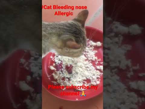 #cat #kitten #stray #animal cat nose allergic with bleeding inside