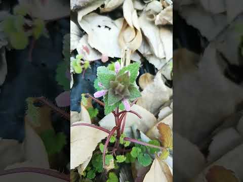 ゴールデンイラクサ、イエローオドリコソウ 植物