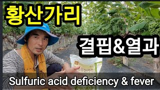 황산가리  결핍&열과 Sulfuric acid deficiency & fever