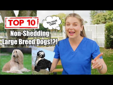 Top 10 Non-Shedding Dog Breeds you could get! | Dog Lovers 101