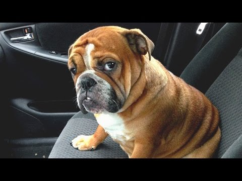 Watch These Hilarious Jealous Dogs